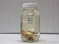 藏品(棕點石斑魚)的圖片